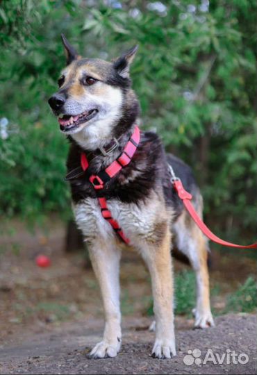 Собака в добрые руки