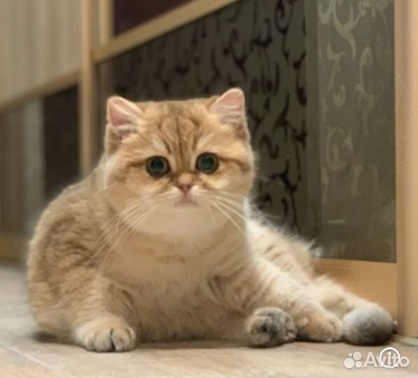 Золотые британцы взрослые