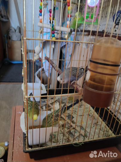 Продам попугайчиков