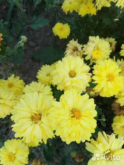 Хризантема