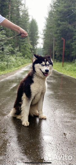 Сибирский хаски