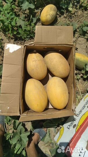 Дыня,голден