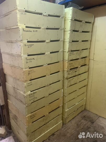 Червь дендробена кокон малек маточник