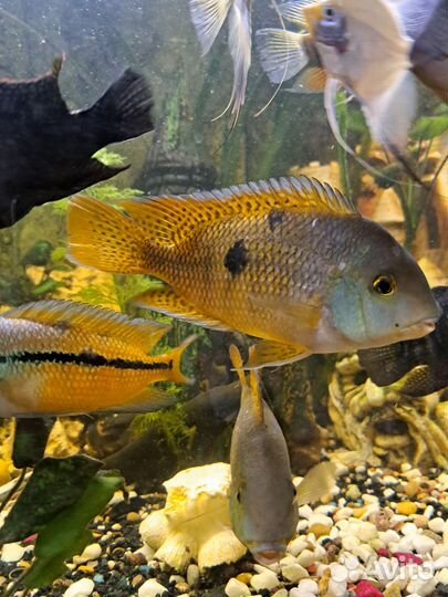 Аквариумные рыбки