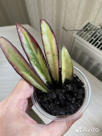 Хойя Kentiana variegata