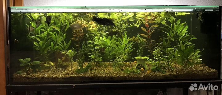 Аквариум