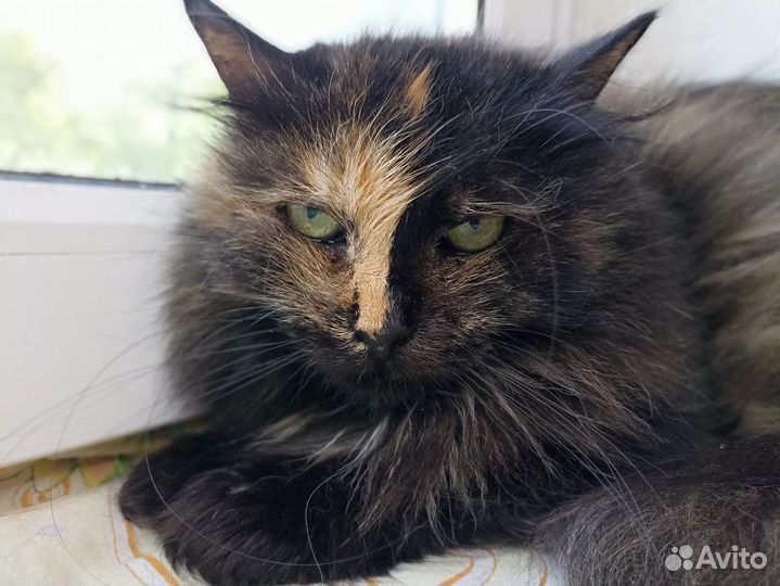 Кошка в дар