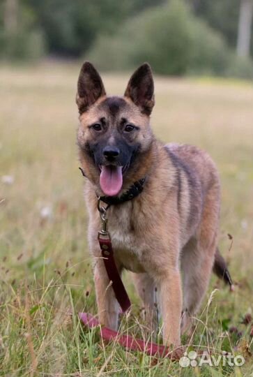 Малышка Бри в поисках дома