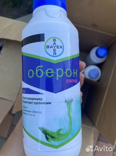 Оберон Рапид