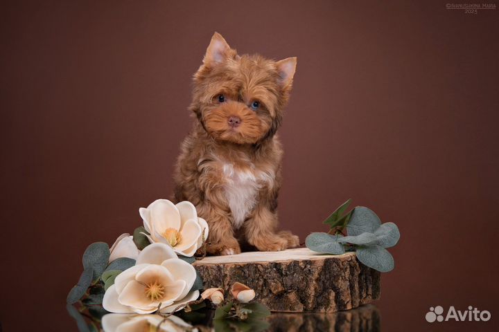 Перчик (Мальчик) голубоглазый, окрас тигренока