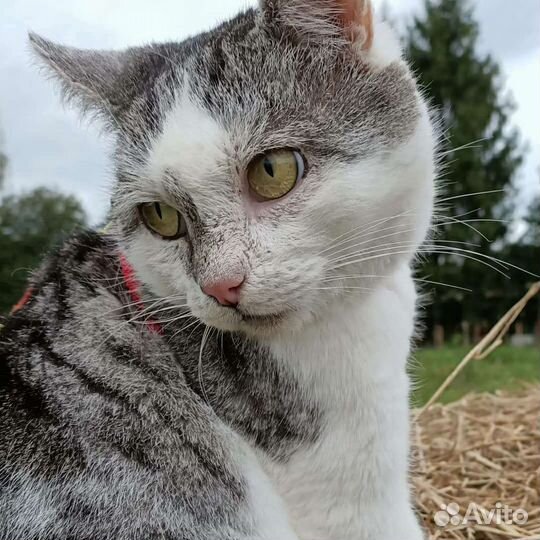 Атаману нужен дом