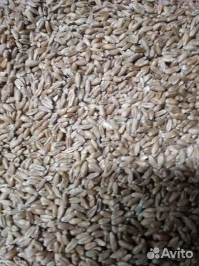 Пшеница, комбикорм