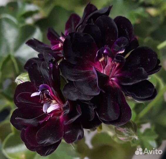 Пеларгония / герань более 200 видов в наличии