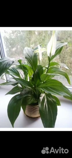 Спатифиллум(женское счастье)