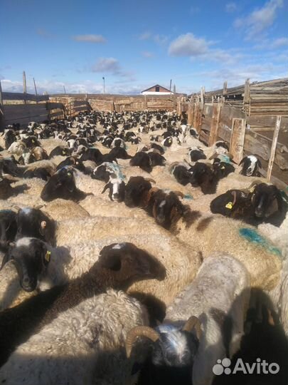 Овцы бараны ягнята