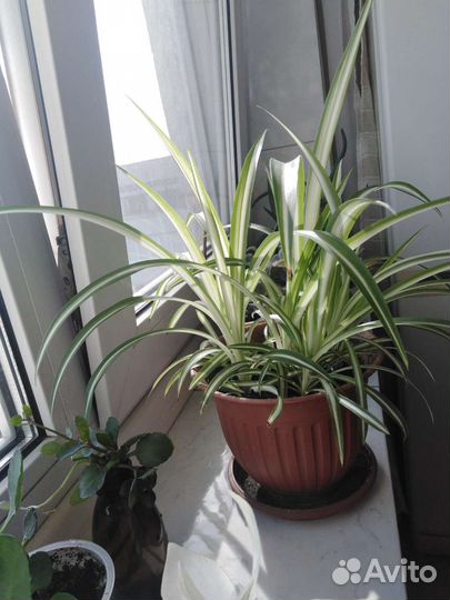 Хлорофитум бонни-природный антисептик