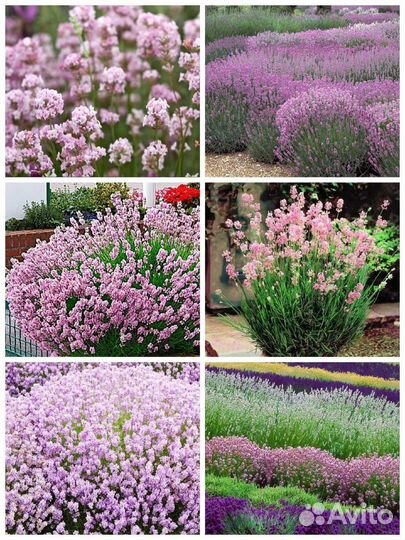 Лаванда узколистная