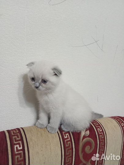 Шотландский вислоухий кот вязка