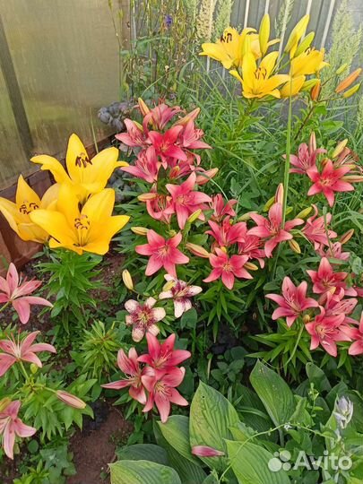 Лилии.Ромашка