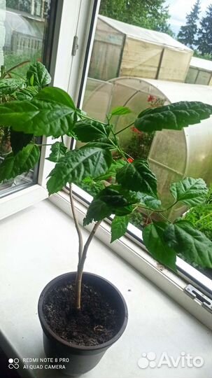 Комнатные цветы N 3