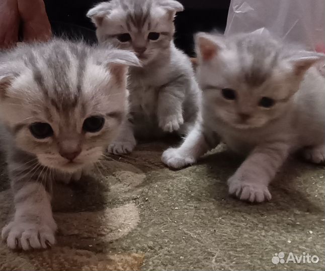 Шотландские вислоухие котята