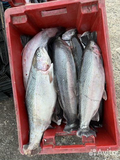 Форель Карельская, от производителя. Опт