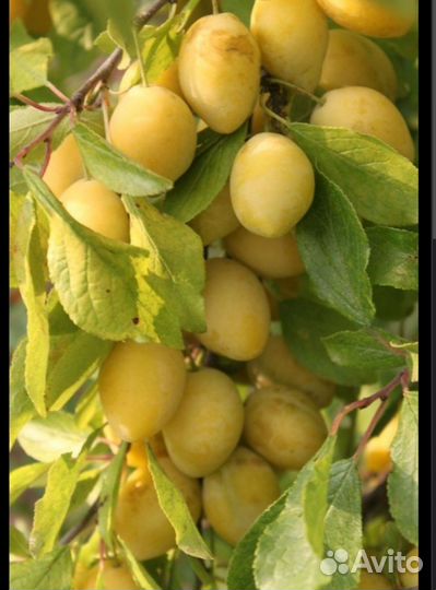 Колоновидная слива «Мирабель»