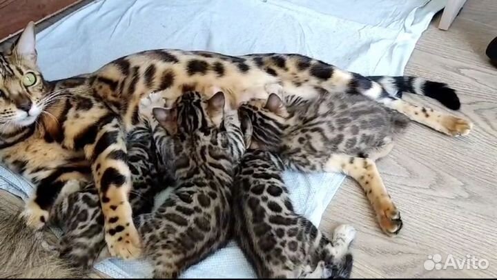 Бенгальские котята