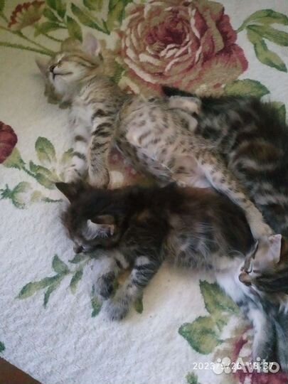 Котята в добрые руки