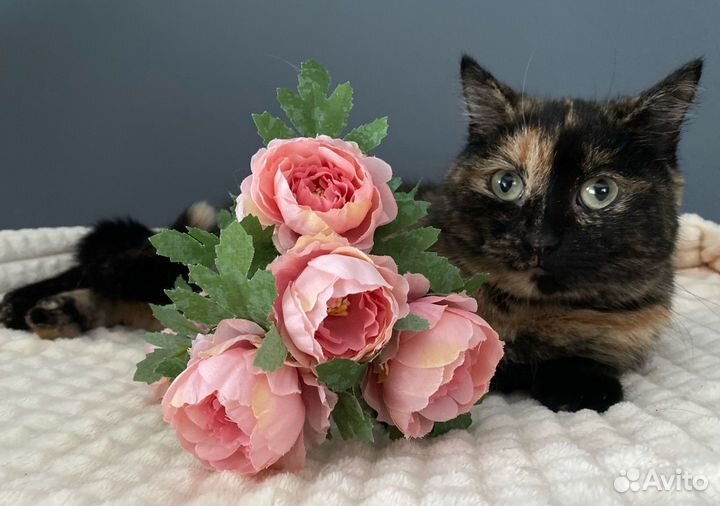 Дом кошечке