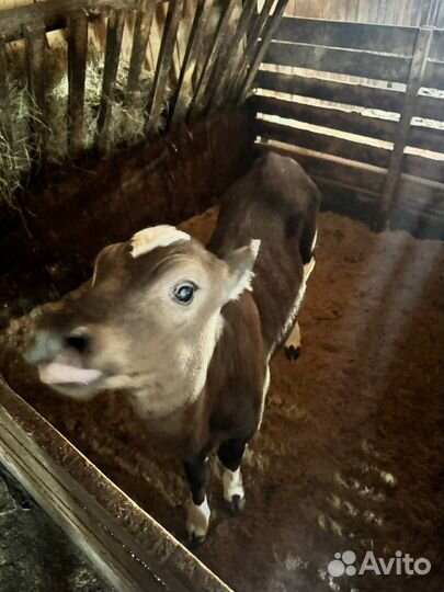 Коровы и телята