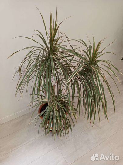 Драцены, фикус, роза