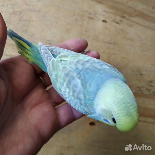 Волнистые попугаи радужные, спенглы, опалины