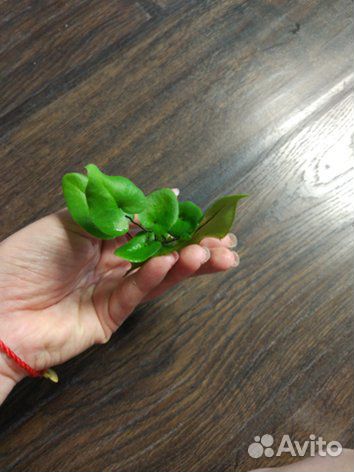 Растения для палюдариума, флорариума, орхидариума