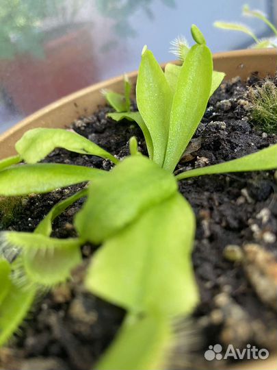 Венерина мухоловка