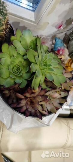 Молодило каменная роза