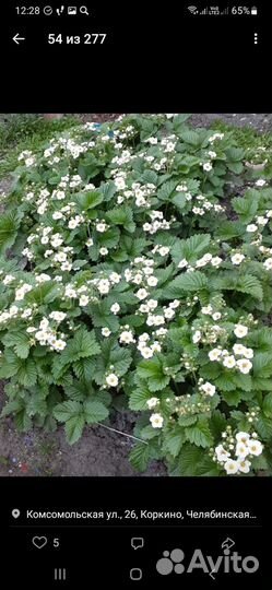 Земклуника Миланская