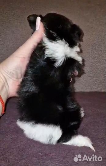 Красивые щенки Биверы