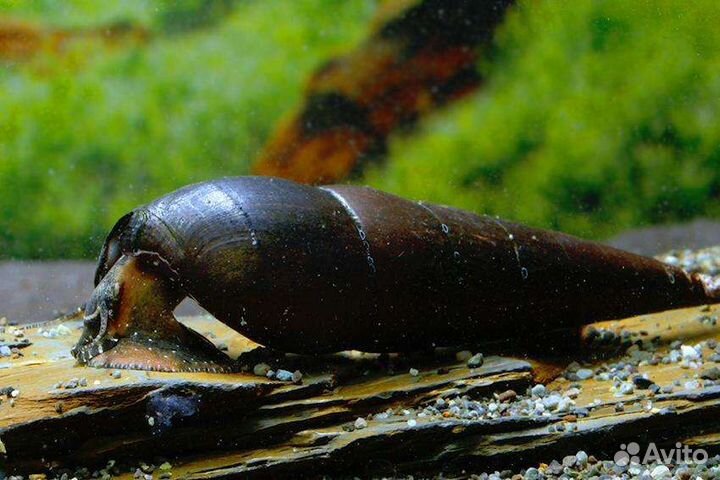 Улитки в аквариум тиломелания