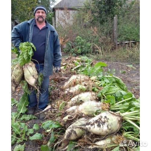 Семена свеклы кормовой