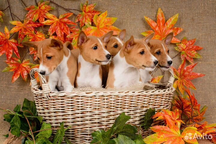Щенки басенджи
