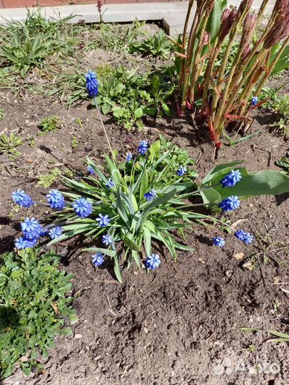 Мускари - весенние цветы, многолетние