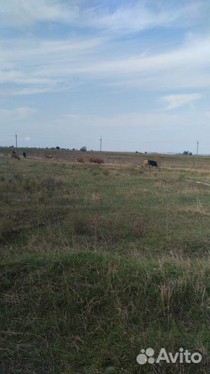 Домашние животные