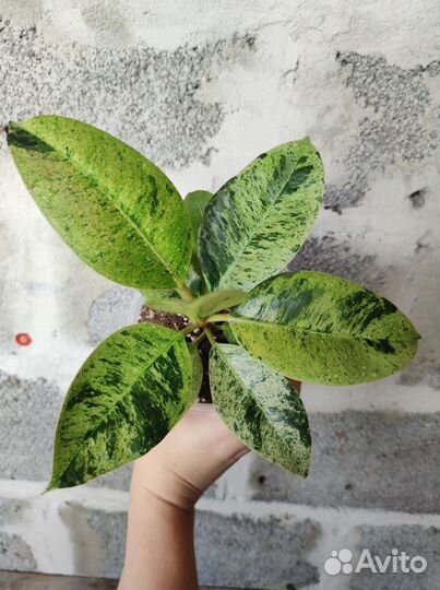Коллекционный фикус Эластика Шривериана Муншайн