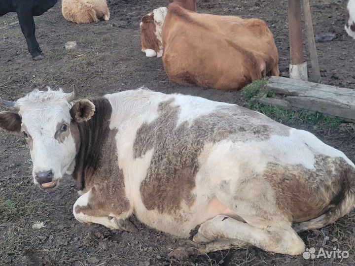 Телки стельные