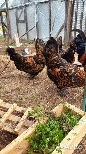 Гипоалергенные полезные домашние яйца