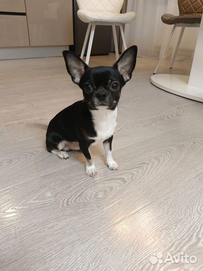 Чихуахуа рожден 31.03.2024