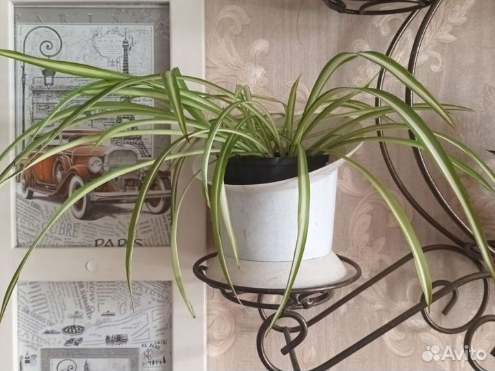 Хлорофитум