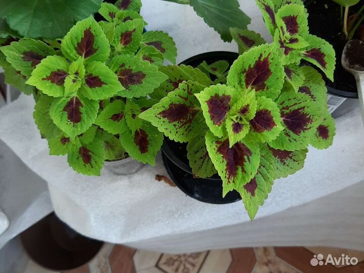 Пеларгония герань, колеусы