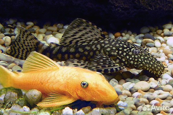 Сомики анциструсы